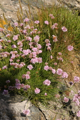 Armeria maritima