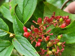 Viburnum urceolatum