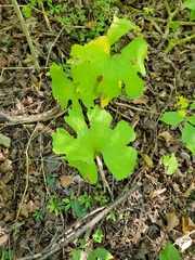 Sanguinaria canadensis