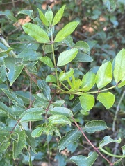 Zanthoxylum