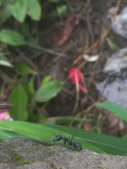 Camponotus angusticollis