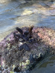 Haliclona cymaeformis