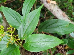 Viburnum urceolatum
