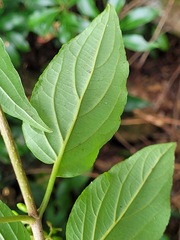 Viburnum urceolatum