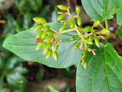 Viburnum urceolatum