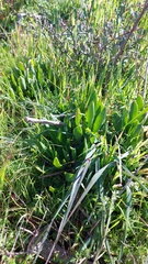 Tylecodon grandiflorus