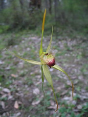 Caladenia procera
