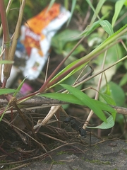 Camponotus angusticollis