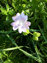 Althaea officinalis
