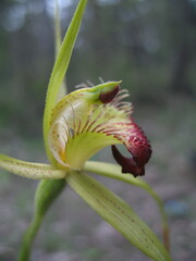 Caladenia procera