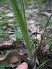 Caladenia procera