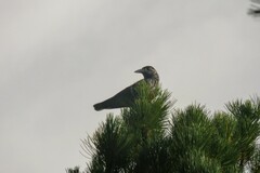 Nucifraga caryocatactes