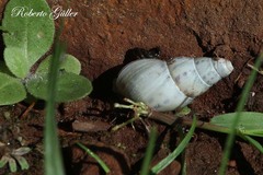 Drymaeus interpunctus