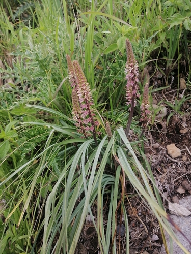Sabadilla (Schoenocaulon officinale)