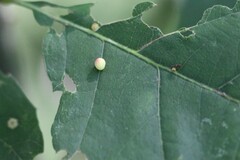 Acraspis quercushirta