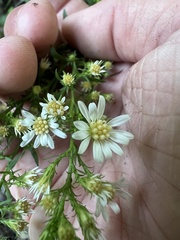 Symphyotrichum urophyllum