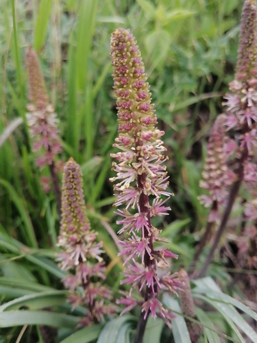 Image of Schoenocaulon officinale by (c) Erick Vélez Sánchez, some rights reserved (CC BY)
