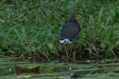 Amaurornis phoenicurus