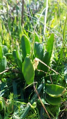 Tylecodon grandiflorus