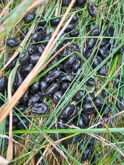 Capreolus capreolus