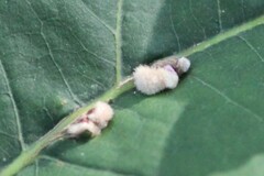 Callirhytis piperoides