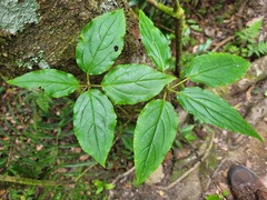 Viburnum urceolatum