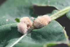 Callirhytis piperoides