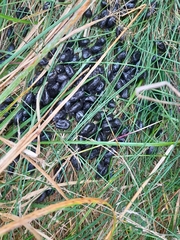 Capreolus capreolus