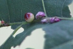 Zopheroteras sphaerula