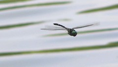 Macromia