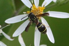 Ancistrocerus adiabatus