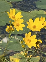Bidens trichosperma