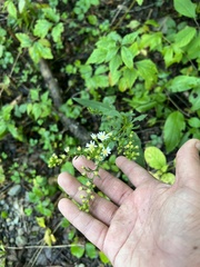 Symphyotrichum urophyllum