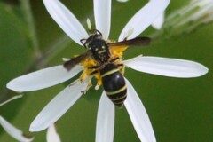 Ancistrocerus adiabatus