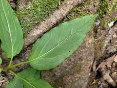 Viburnum urceolatum