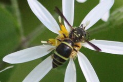 Ancistrocerus adiabatus