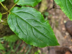Viburnum urceolatum