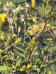 Bidens trichosperma