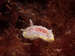 Diaphorodoris luteocincta