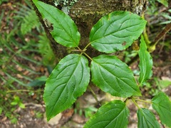 Viburnum urceolatum