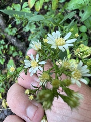 Symphyotrichum urophyllum