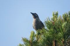 Nucifraga caryocatactes