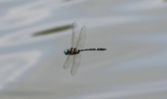 Macromia