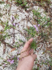 Liatris pauciflora secunda