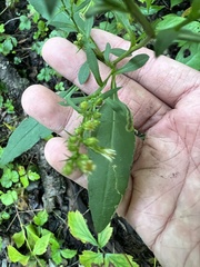 Symphyotrichum urophyllum