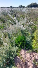 Tylecodon grandiflorus