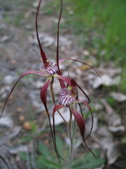 Caladenia chapmanii