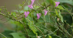 Agalinis heterophylla