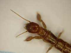 Embioptera