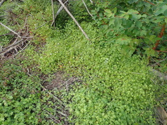 Geranium ornithopodon